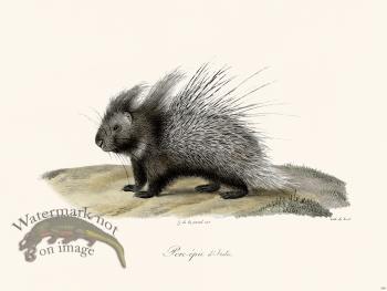 Cuvier 208 Porcupine Diftalia